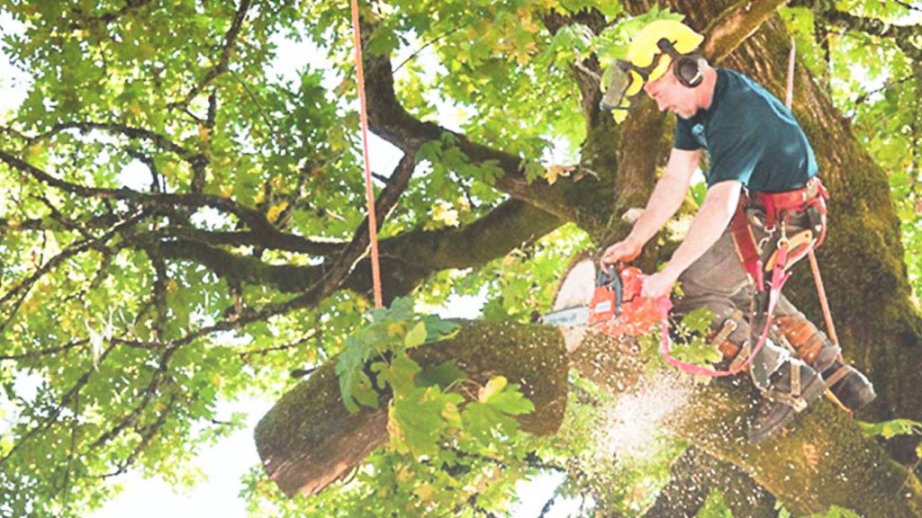 Trees Trimming