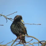 How-to-Get-Rid-of-Starlings